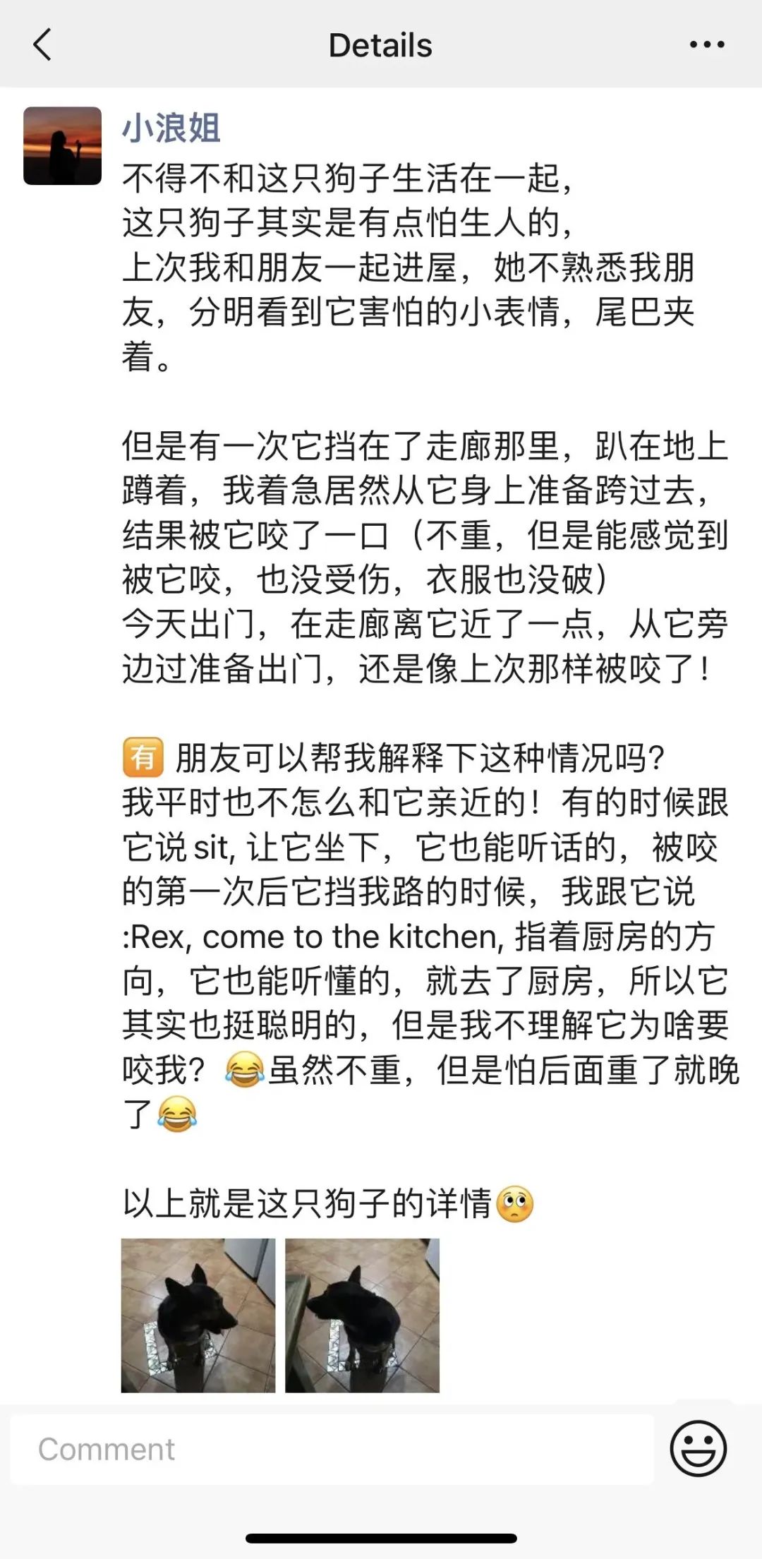 我在澳新接触过的那些狗子们