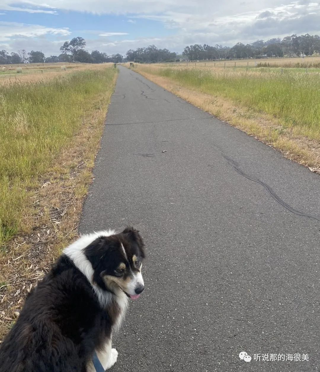 Adelaide Hills｜ 阿德山区生活的一些记忆碎片