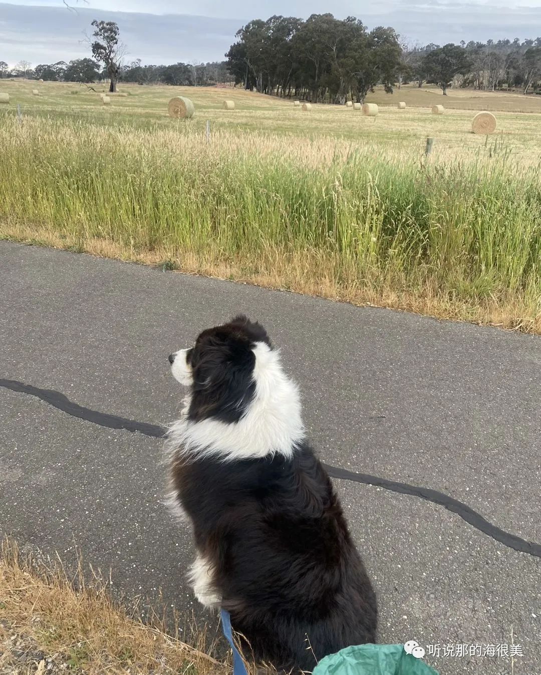 Adelaide Hills｜ 阿德山区生活的一些记忆碎片